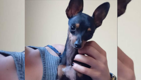 Procura-se por Pinscher perdida no bairro Remanso Campineiro