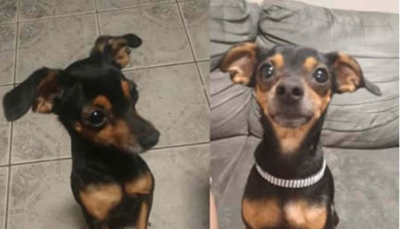 Procura-se por Pinscher perdida no bairro Jd. Nossa Sra. de Fátima