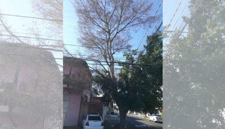 Munícipe está preocupada com arvore condenada que ainda não foi cortada