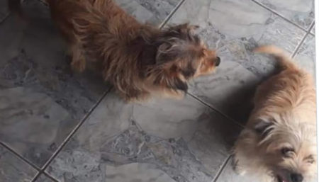 Procura-se por animal perdido no bairro Parque residencial Maria de Lourdes