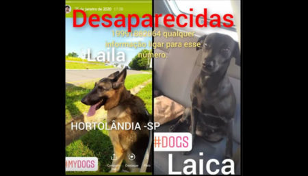 Procura-se por cachorro perdido no bairro Villa real
