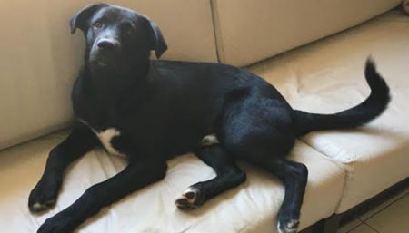 Procura-se por cachorro perdido no bairro Parque Ortolândia