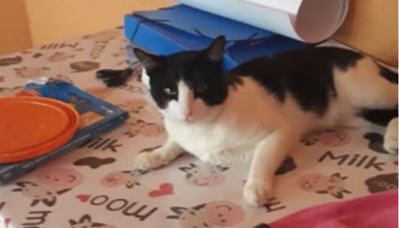 Procura-se por gato perdido no bairro Jardim Adelaide