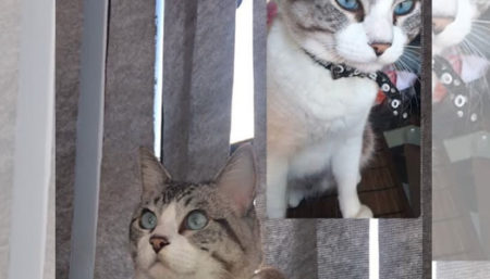 Procura-se por gato perdido no bairro Parque São Gabriel
