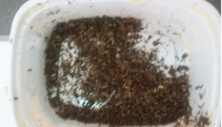 Irmã de sentenciado envia drogas a CDP de Hortolândia