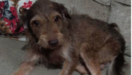 Cachorro perdido no Boa Esperança