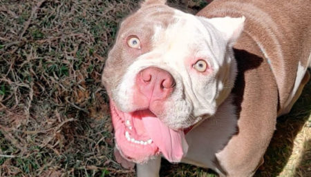 Mais de 30 pets recebem cuidados durante Hortopet, evento de bem-estar animal da Prefeitura