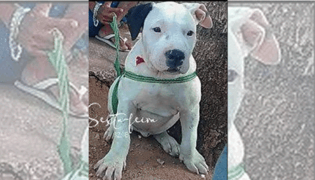 Procura-se por cachorro perdido no Amanda