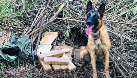 Cão policial Yran apreende grande quantidade de drogas em Sumaré