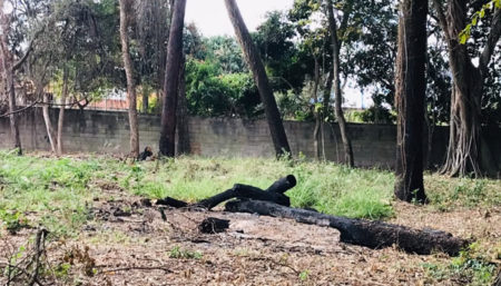 Moradores denunciam árvores derrubadas com motosserra no Jardim do Lago em Hortolândia