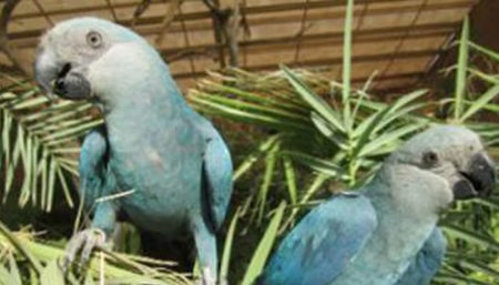 Filhotes de ararinhas-azuis nascem no Brasil após 20 anos de extinção