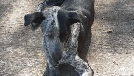 Procura por dono de uma cadela perdida que foi encontrada no São Sebastião