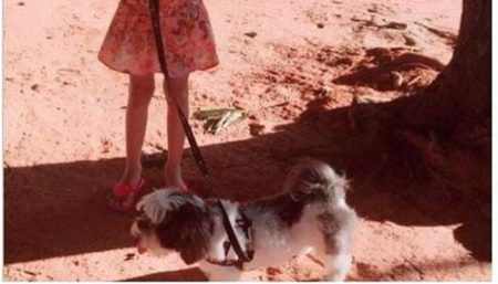 Procura-se por cachorro perdido no bairro Interlagos Hortolândia