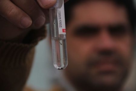 Hortolândia realiza ação para contabilizar quantidade de larvas do mosquito Aedes aegypti