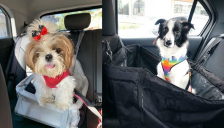 Dirigir com seu animal de estimação entre seus braços ou pernas pode dar multa