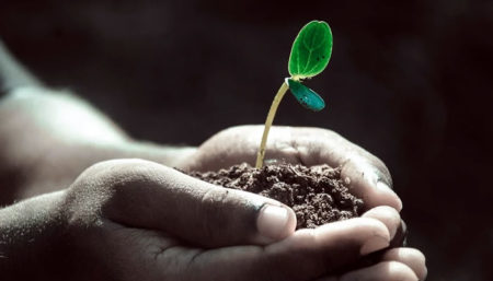 Plantar 20.000 mudas de árvores até 2024 é a meta em Hortolândia