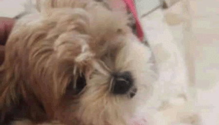 Procura-se por cachorro perdido no bairro Jardim Minda Hortolândia