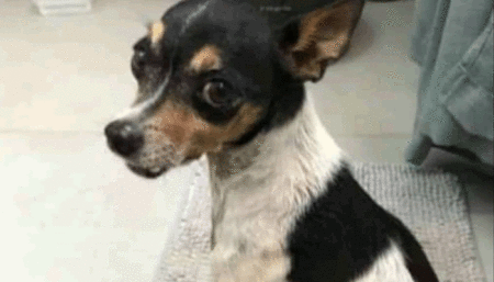 Procura-se por cachorro perdido no bairro Pinheiros/ Hortolândia