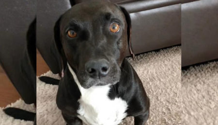 Procura-se por cachorro perdido no bairro Jardim Santa Esmeralda
