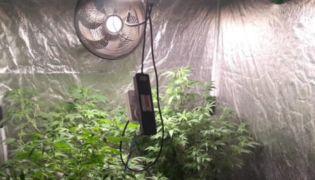 Policia localiza estufa de maconha em Mogi Guaçu