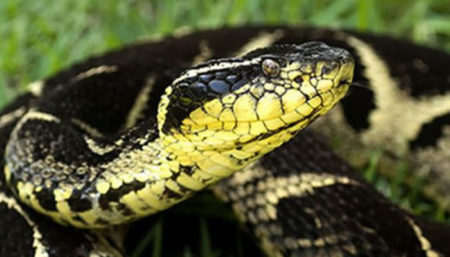 Substância em veneno de cobra jararacuçu pode inibir avanço da covid