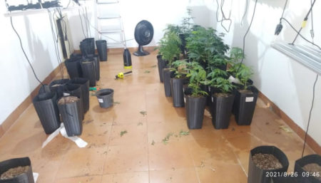 Homem é preso por cultivar maconha dentro de casa em Jaguariúna