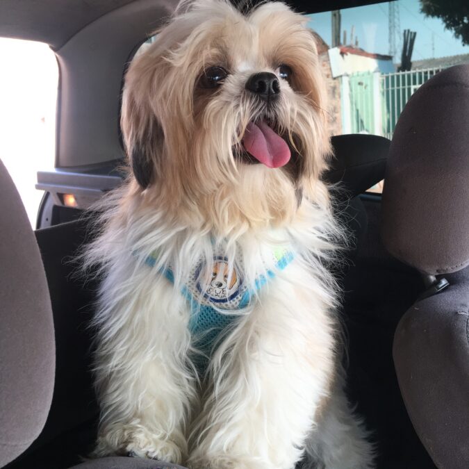 Procura-se por cachorro perdido no bairro Boa Esperança