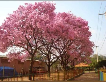 Projeto multiplica informações sobre importância da arborização em Hortolândia
