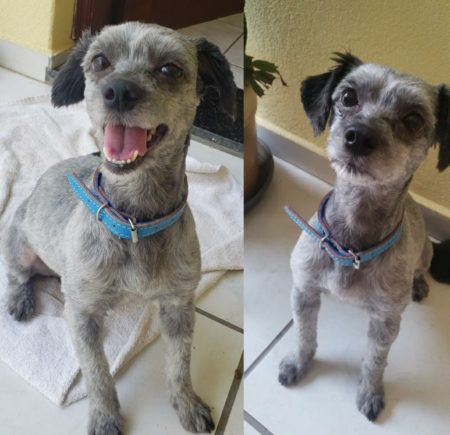 Procura-se por cachorro perdido no bairro Jardim nossa senhora de fatima