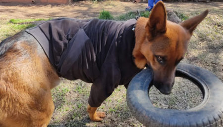 Procura-se por Cachorro perdido no bairro Parque Ortolandia