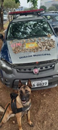 Cão farejador Ralf ajuda Guarda Municipal de Hortolândia a apreender cerca de um quilo de drogas
