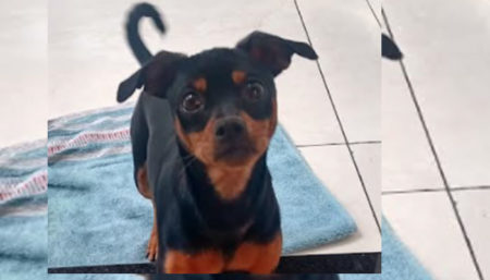 Procura-se por cachorro perdido no bairro Jardim Amanda 2