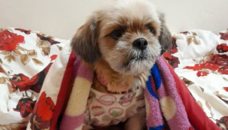 Procura-se por animal perdido no bairro Campos verdes