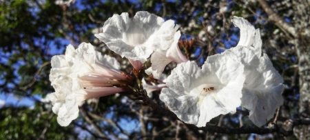 Ipês Branco serão plantados no Parque Socioambiental Lago da Fé