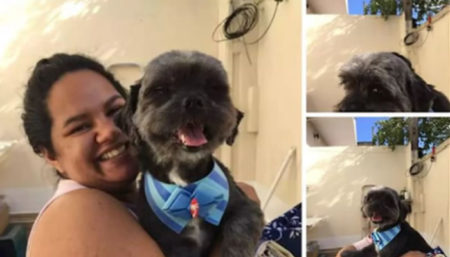 Procura-se por cachorro perdido no bairro Jardim Santana