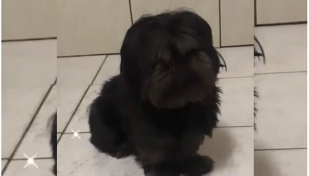 Procura-se por cachorro perdido no bairro Jardim Santa Esmeralda