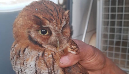 Como proceder ao encontrar animais silvestres em Hortolândia?