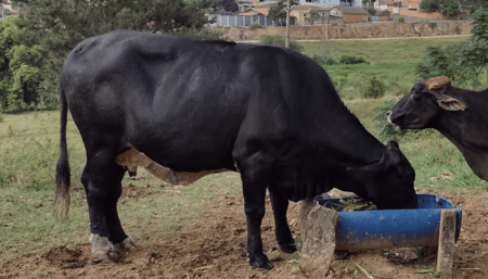 Furto de cabeças de gado em Hortolândia dá prejuízo de mais de R$ 20 mil