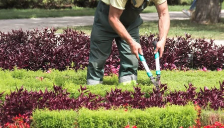 Jardineiro para trabalhar em Campinas
