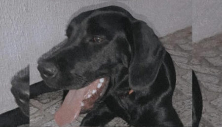 Procura-se por Cachorro perdido no bairro Remanso