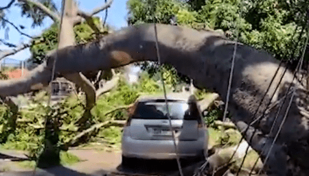 Uma das maiores árvores do Rosolen cai sobre carro – Veja o vídeo