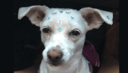 Procura-se por Cachorro perdido no bairro Jardim Minda