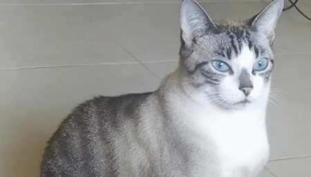 Procura-se por gato perdido no Jardim das Figueiras II