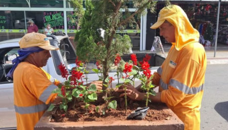 Vasos de pinheiros da Rua Luiz Camargo ganham flores para o Natal