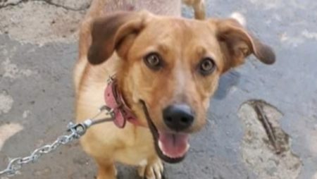 Procura-se por animal perdido no bairro Jardim Santa Clara do lago 2