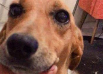 Procura-se por cachorro perdido no bairro Jardim Amanda