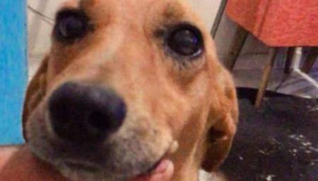 Procura-se por cachorro perdido no bairro Jardim Amanda