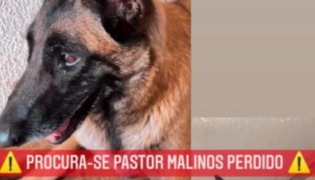 Procura-se por cachorro perdido no bairro Jardim São Felipe