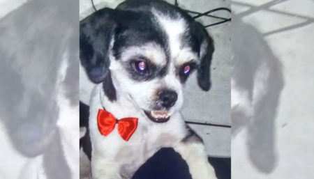 Procura-se por cachorro perdido no Parque dos Pinheiros
