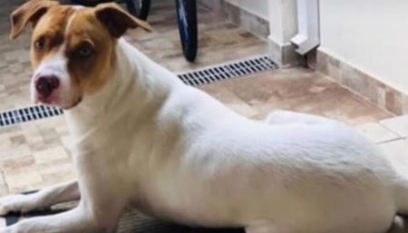 Procura-se por cachorro perdido no bairro São bento